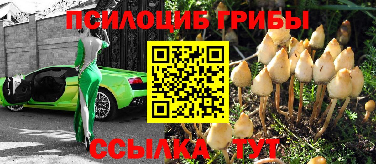 Псилоцибиновые грибы Psilocybine cubensis Полысаево